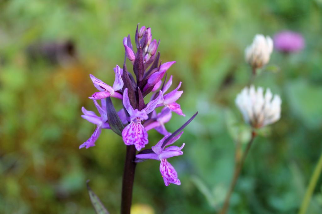 Dactylorhiza.....4